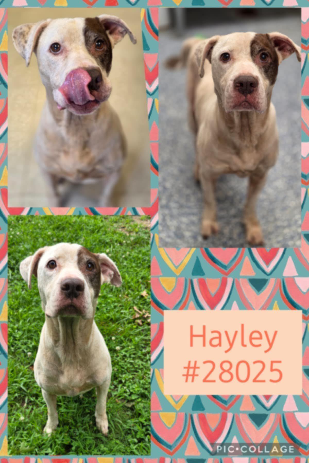 Hayley, Adult Female unknown