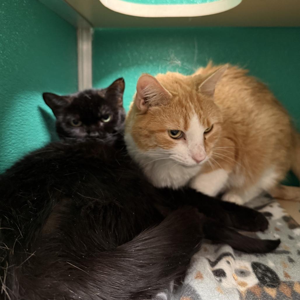 Frida, Adoptable, Adult Female Domestic Short Hair.