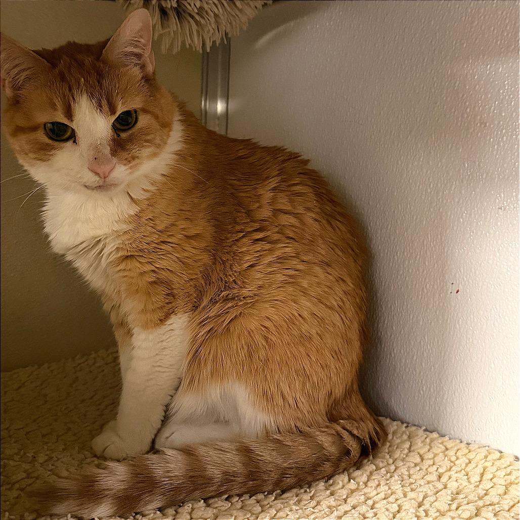 Enlarge Frida, a Adoptable Domestic Short Hair in Tempe, AZ image 3/6