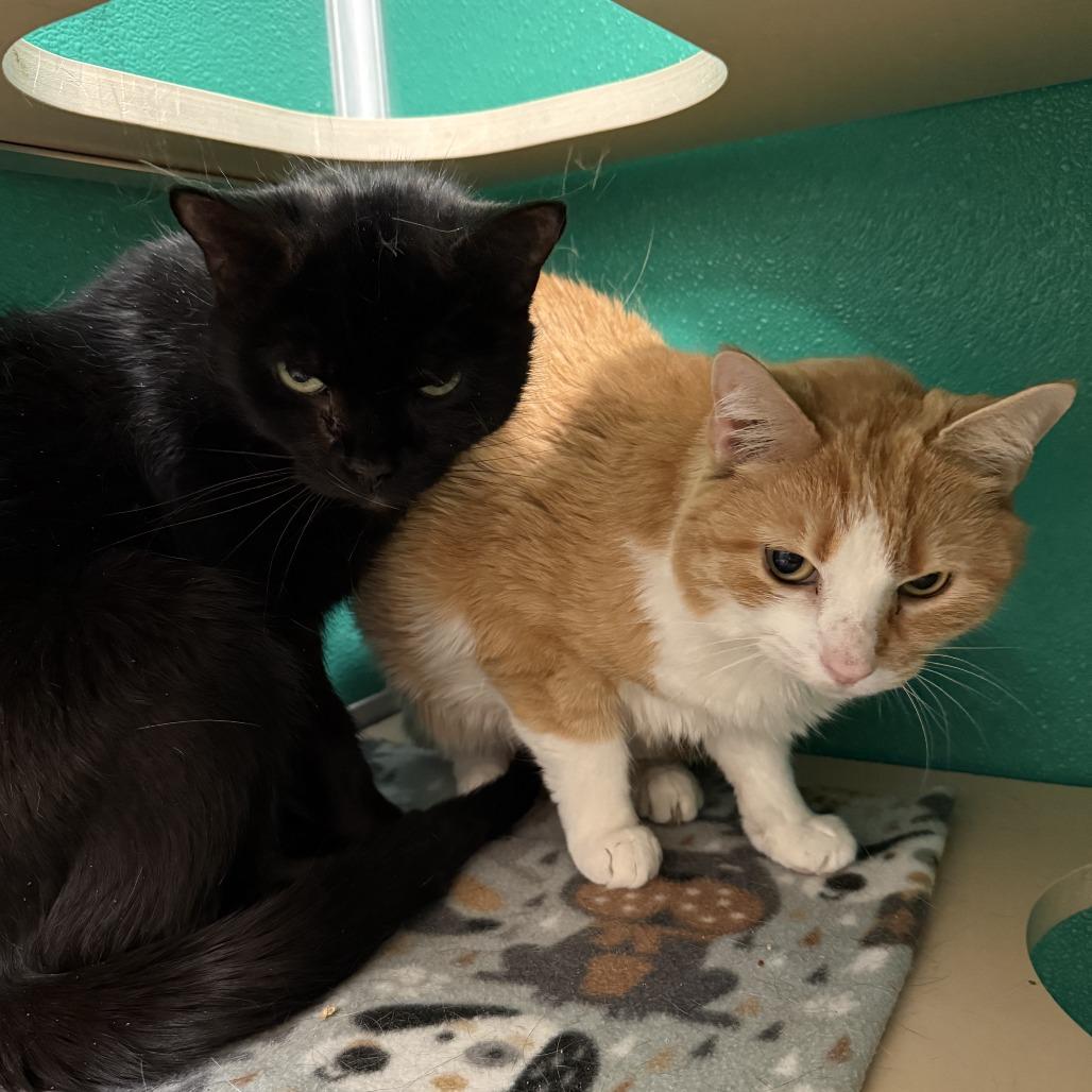 Enlarge Frida, a Adoptable Domestic Short Hair in Tempe, AZ image 3/5