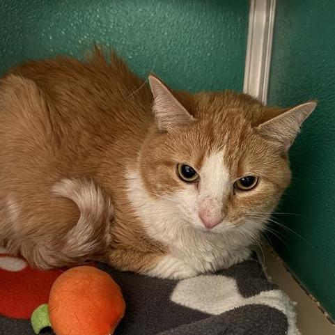 Enlarge Frida, a Adoptable Domestic Short Hair in Tempe, AZ image 4/5