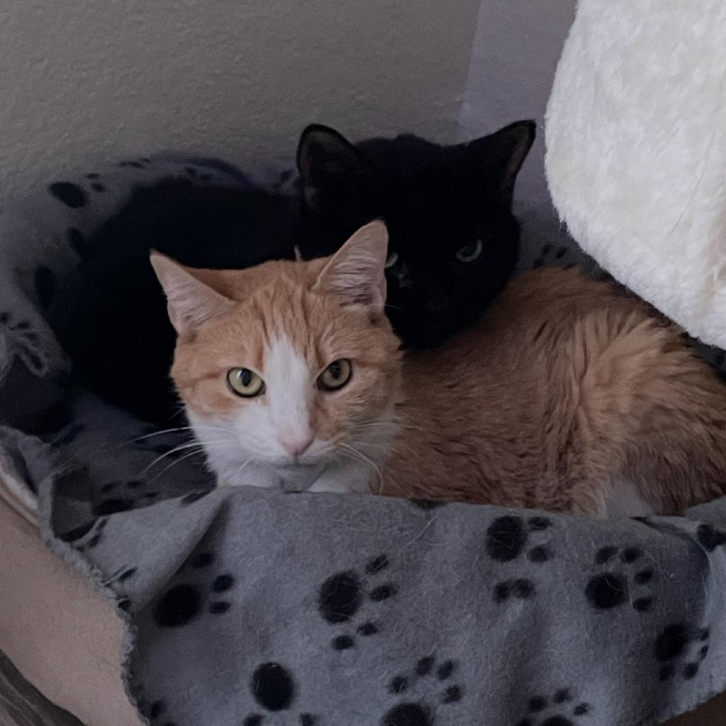 Enlarge Frida, a Adoptable Domestic Short Hair in Tempe, AZ image 5/5