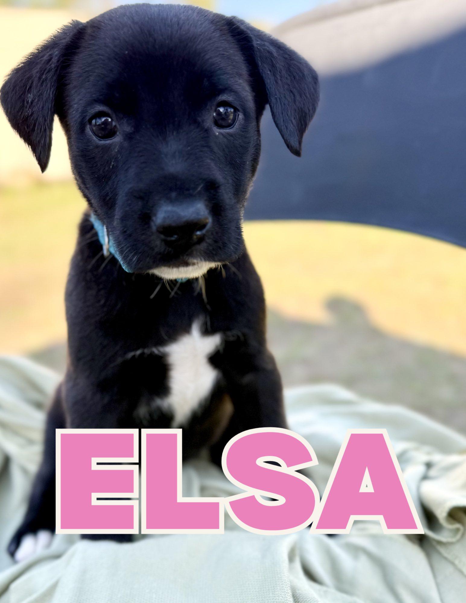 Enlarge Elsa, an adoptable mixed breed in Shalimar, FL image 1/1