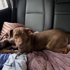 Hazelnut thumbnail 3