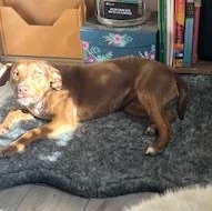 Hazelnut thumbnail 4