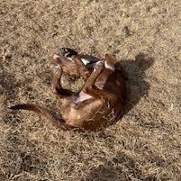 Hazelnut thumbnail 5