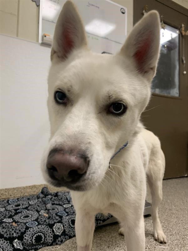 Enlarge Zeus, a Adoptable mixed breed in Vancouver, WA image 1/1