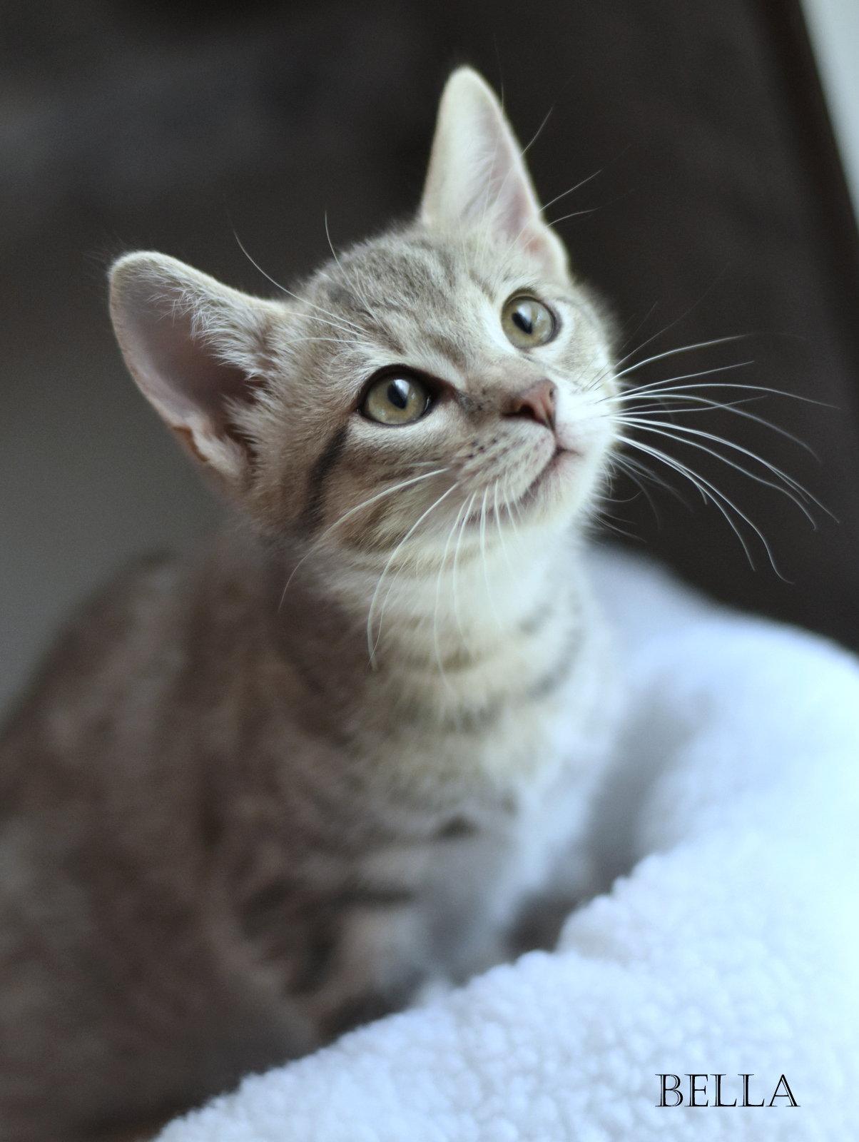 Enlarge Bella, a Adopted Tabby in Montgomery, TX image 1/3