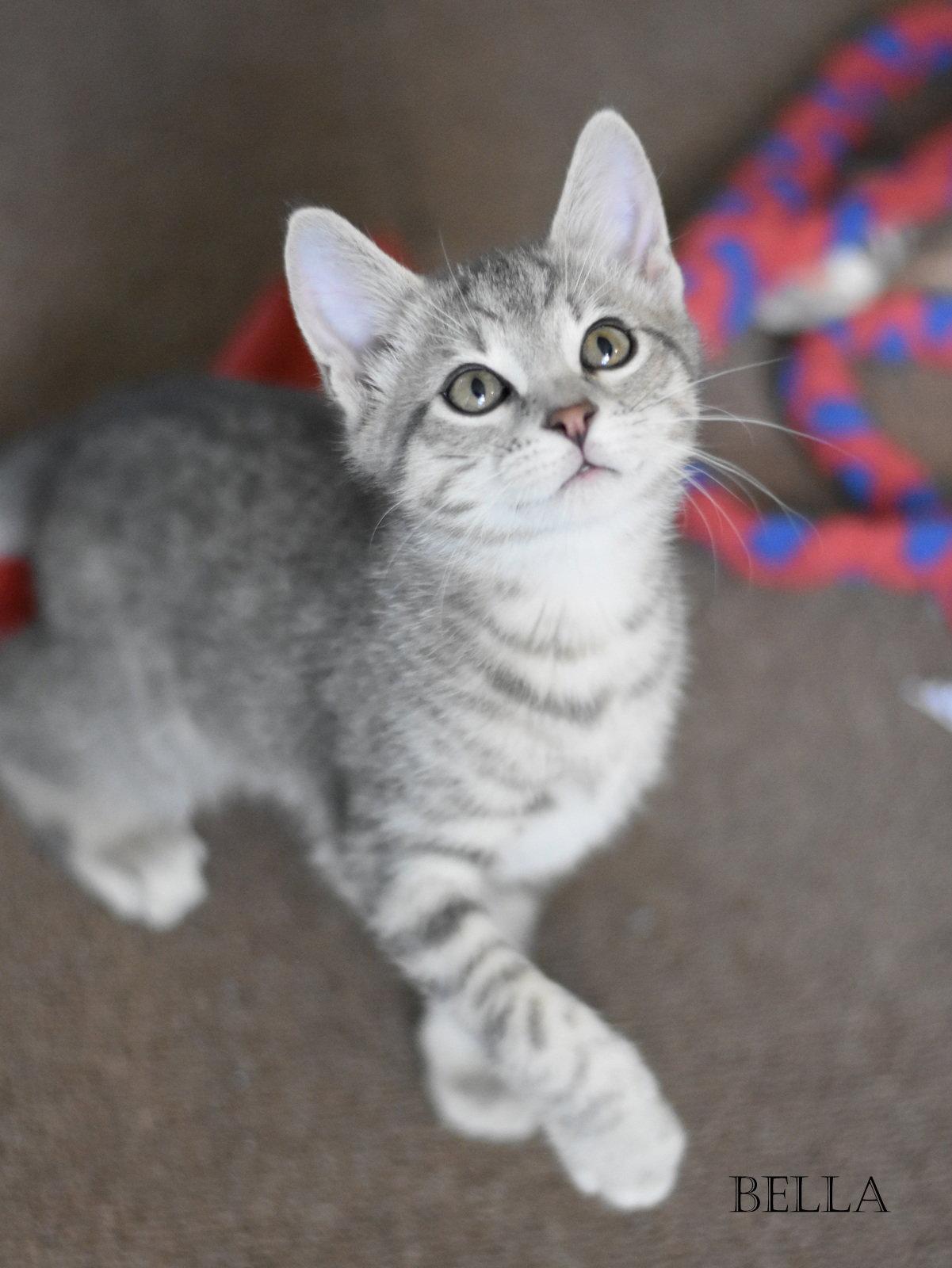 Enlarge Bella, a Adopted Tabby in Montgomery, TX image 2/3