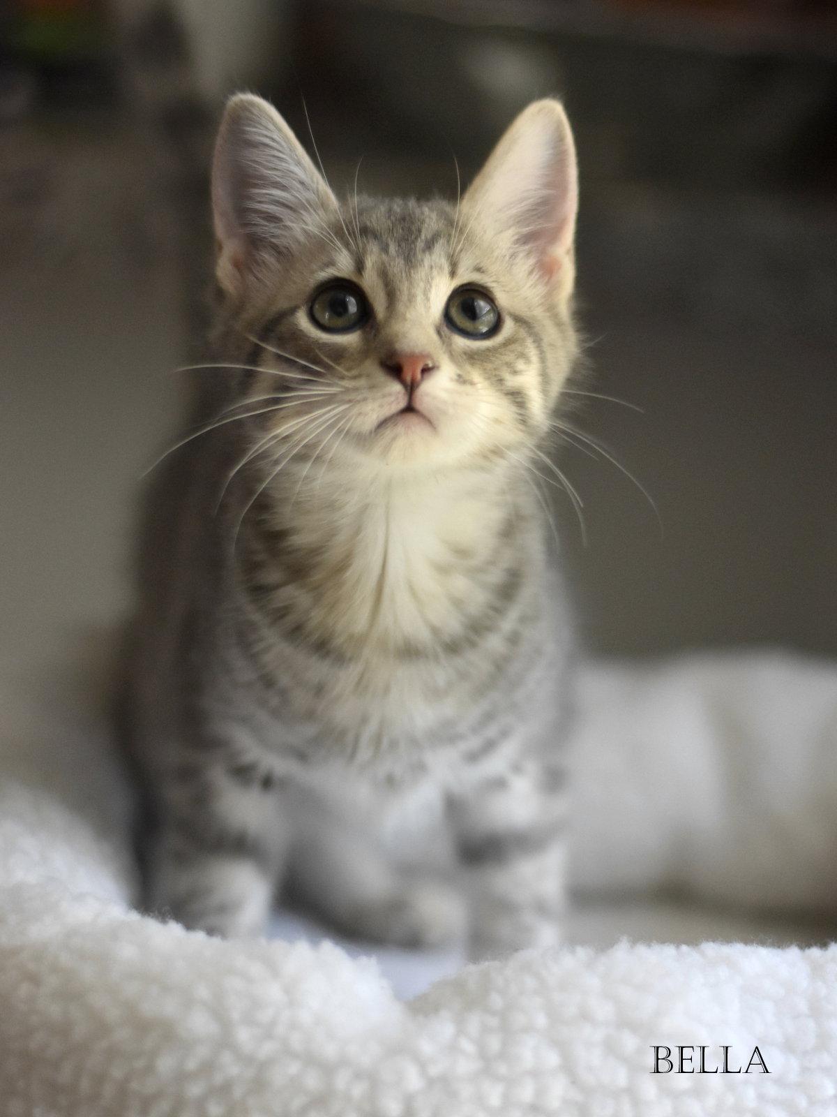 Enlarge Bella, a Adopted Tabby in Montgomery, TX image 3/3