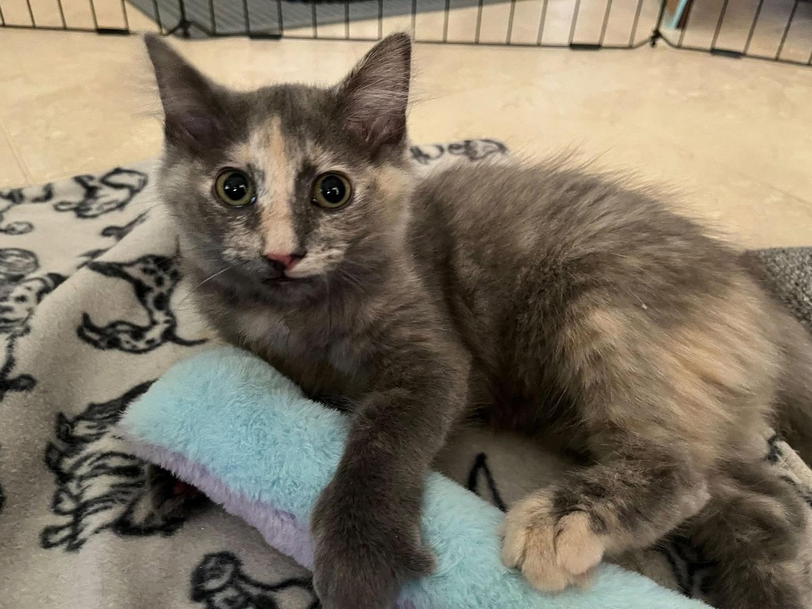 Gracie, Adoptable, Young Female Domestic Short Hair.