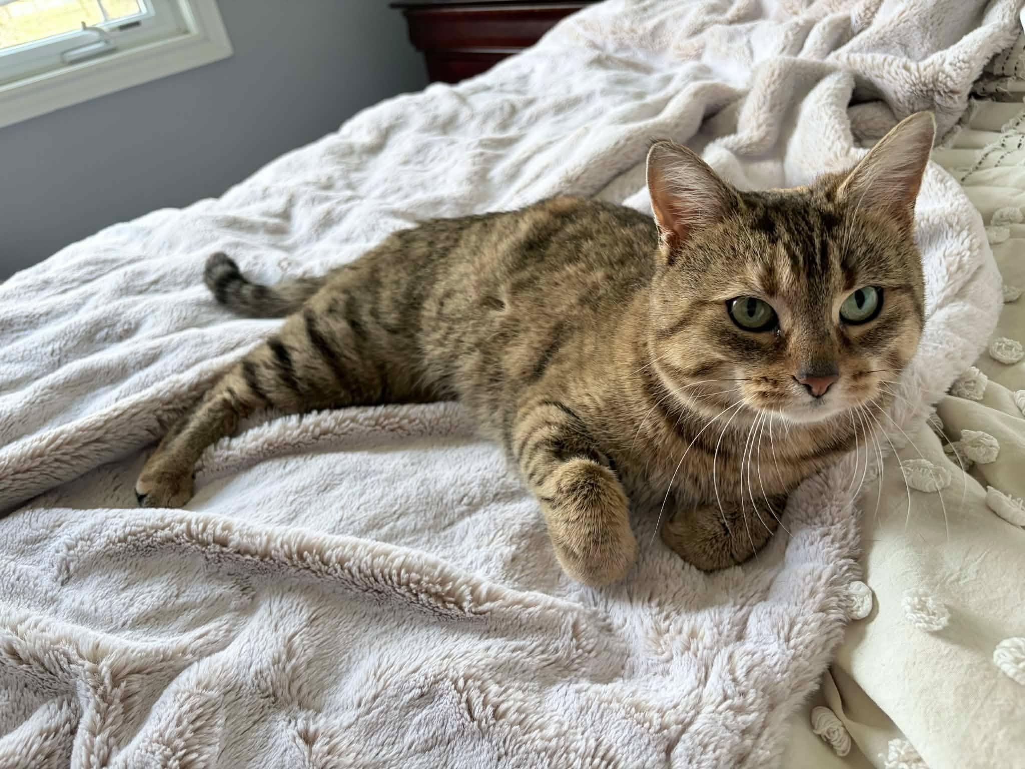 Enlarge Aunt Ena, an adopted Domestic Short Hair in Shakespeare, ON image 3/6