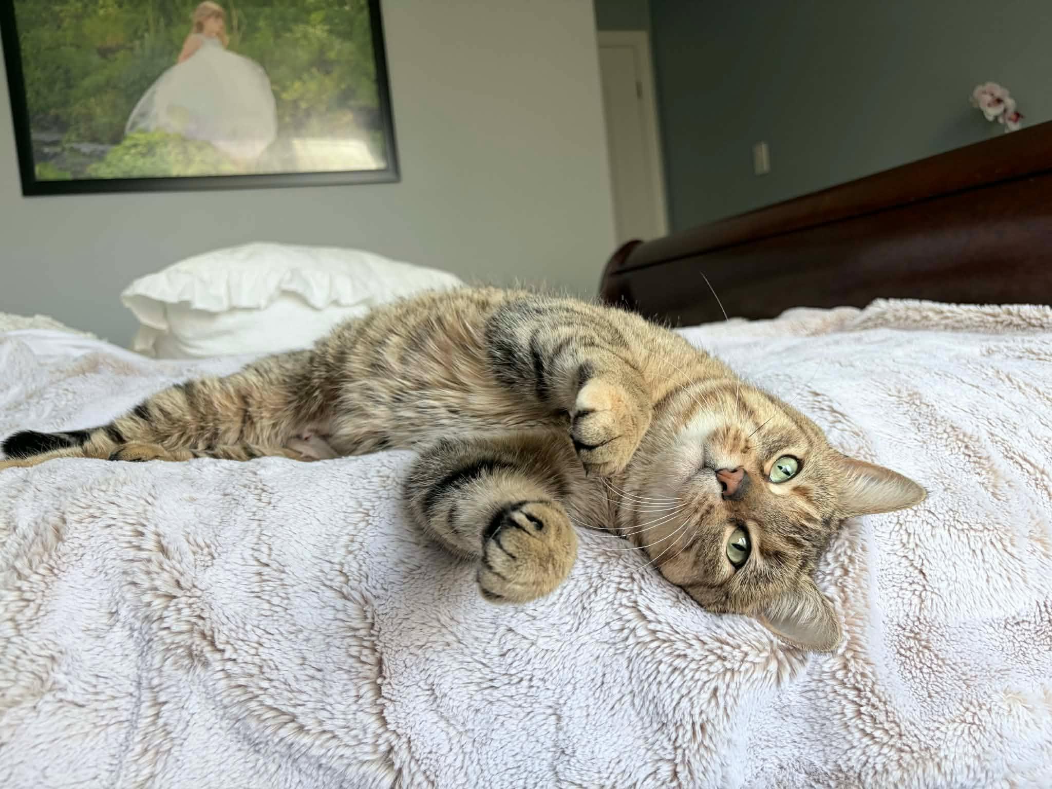 Enlarge Aunt Ena, an adopted Domestic Short Hair in Shakespeare, ON image 4/6