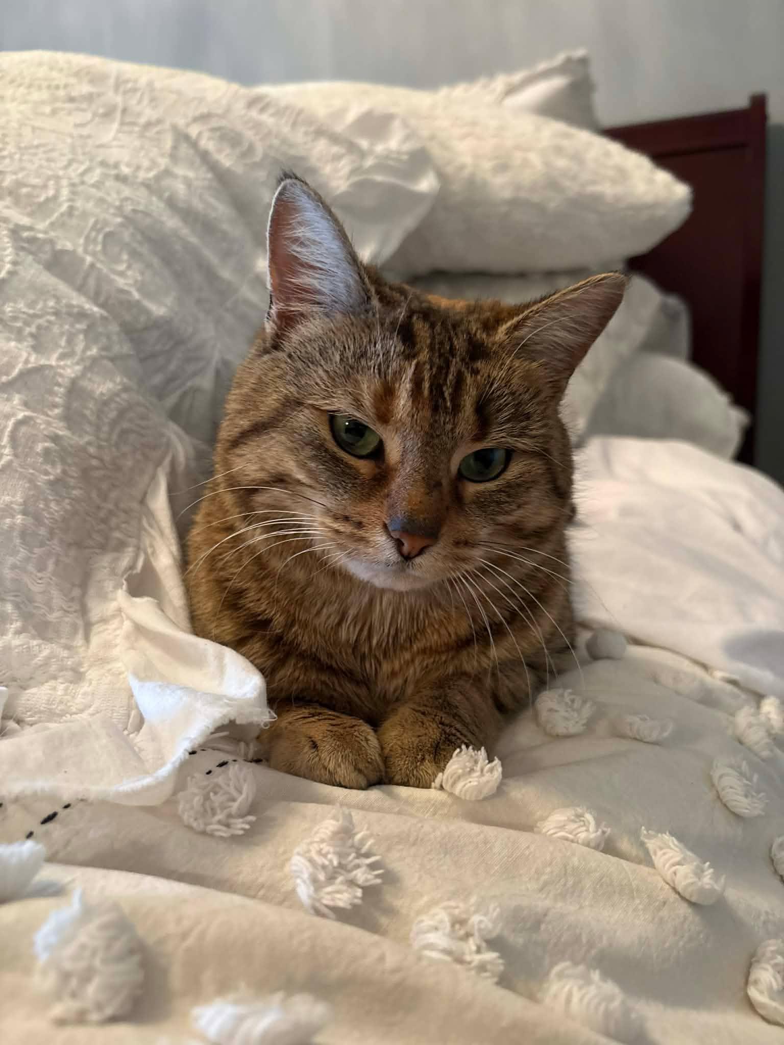 Enlarge Aunt Ena, an adopted Domestic Short Hair in Shakespeare, ON image 5/6