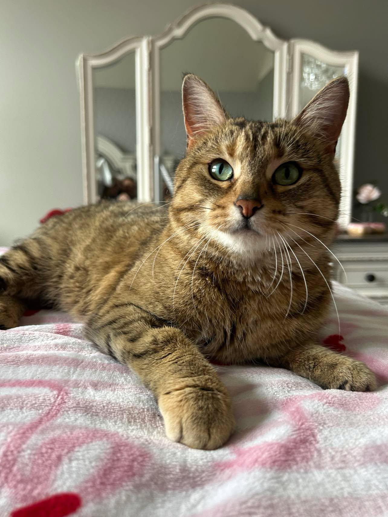 Aunt Ena, adopted, Adult Female Domestic Short Hair.