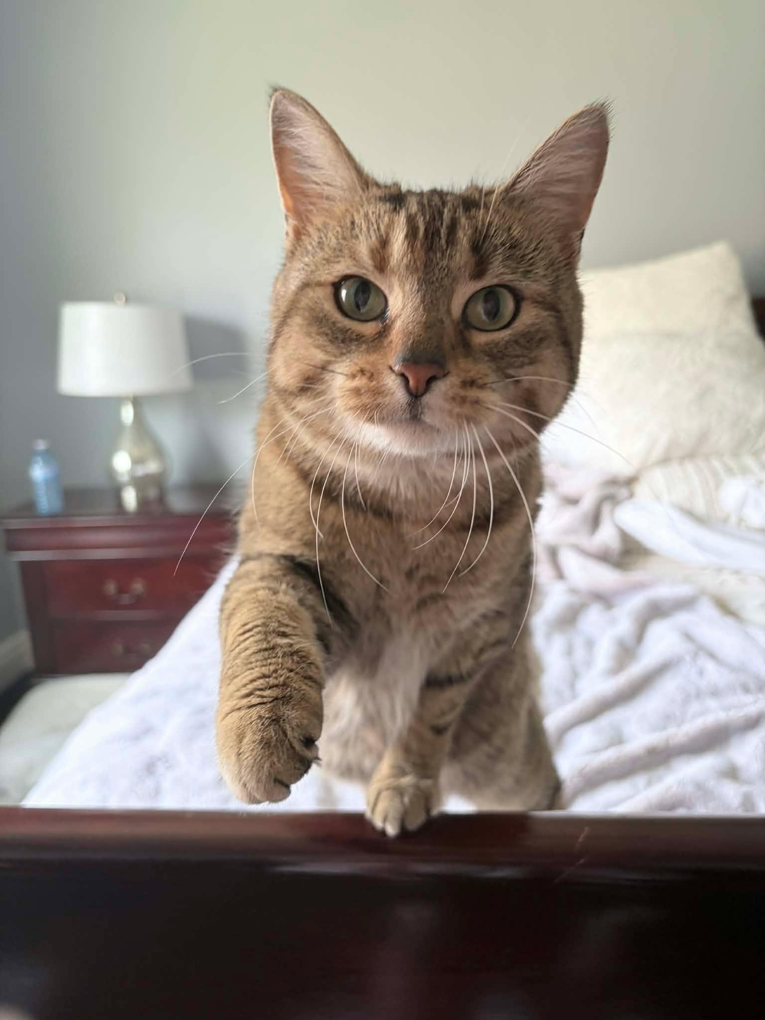 Enlarge Aunt Ena, an adopted Domestic Short Hair in Shakespeare, ON image 2/6