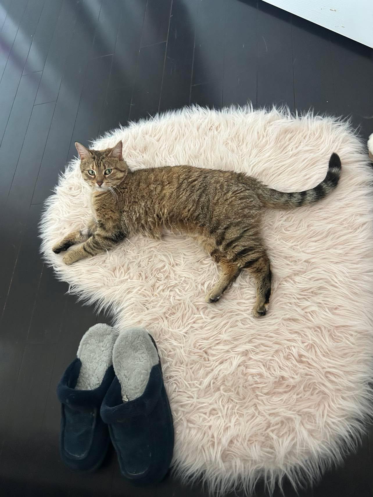 Enlarge Aunt Ena, an adopted Domestic Short Hair in Shakespeare, ON image 6/6