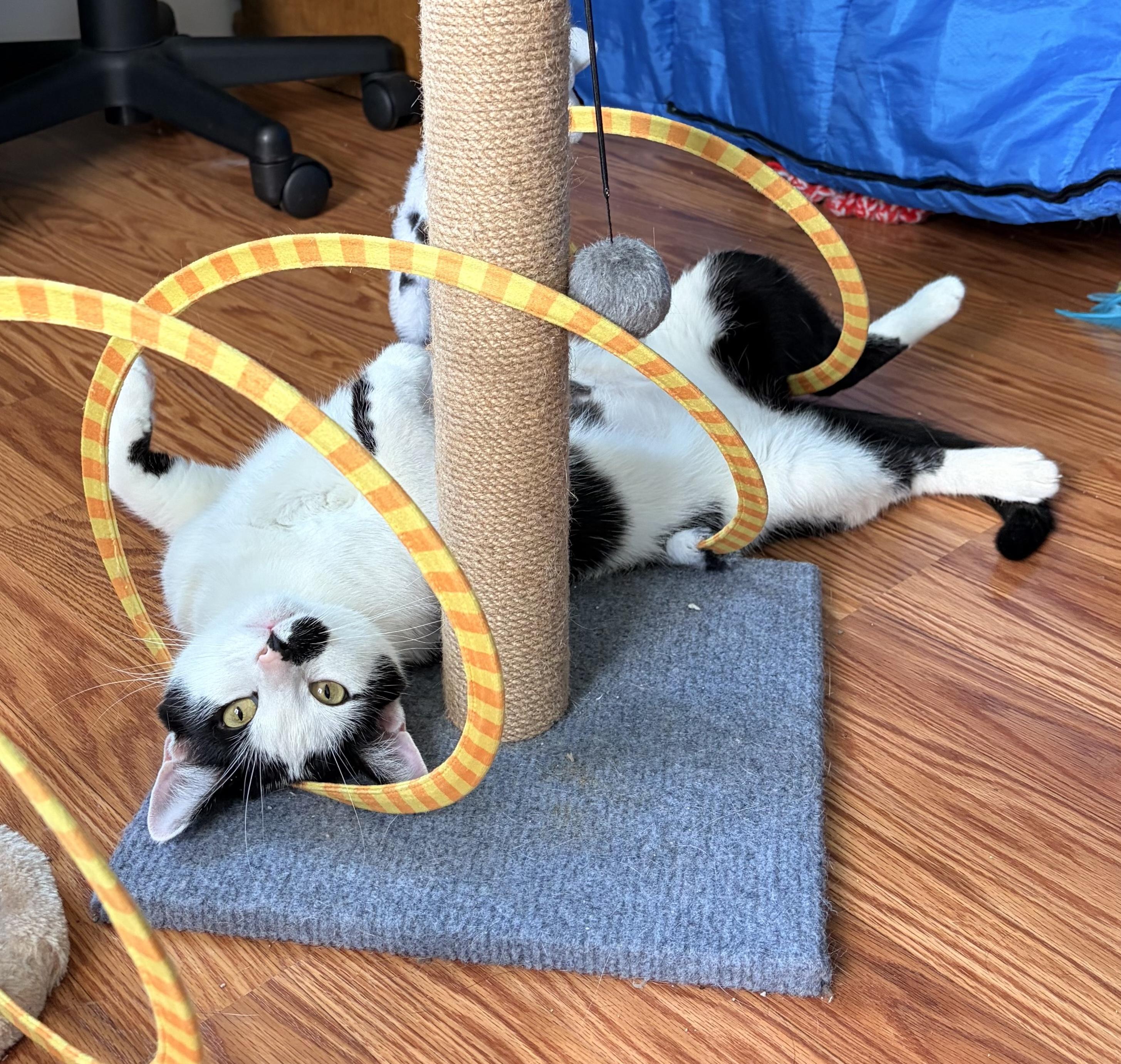 Enlarge Lily, a ADOPTABLE Domestic Short Hair in Montclair, NJ image 1/1