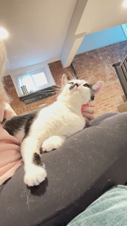 Enlarge Lily, a Adoptable Domestic Short Hair in Montclair, NJ video 1/3