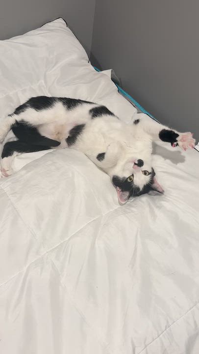 Enlarge Lily, a Adoptable Domestic Short Hair in Montclair, NJ video 3/3