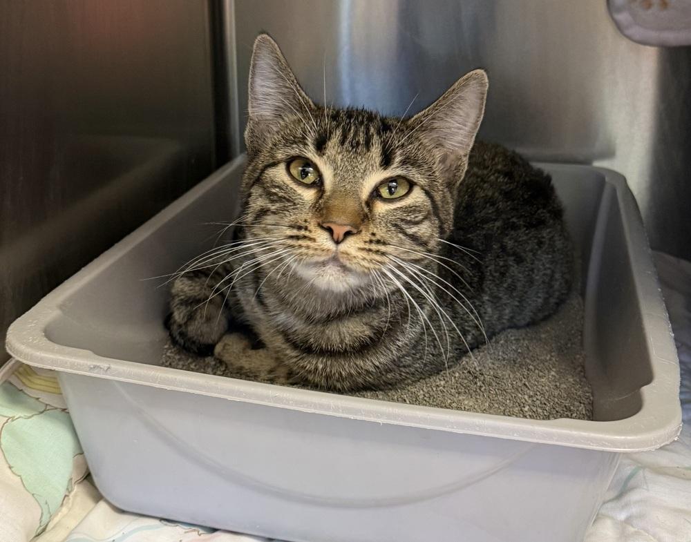 Rosemary, Adoptable, Young Female Domestic Short Hair.