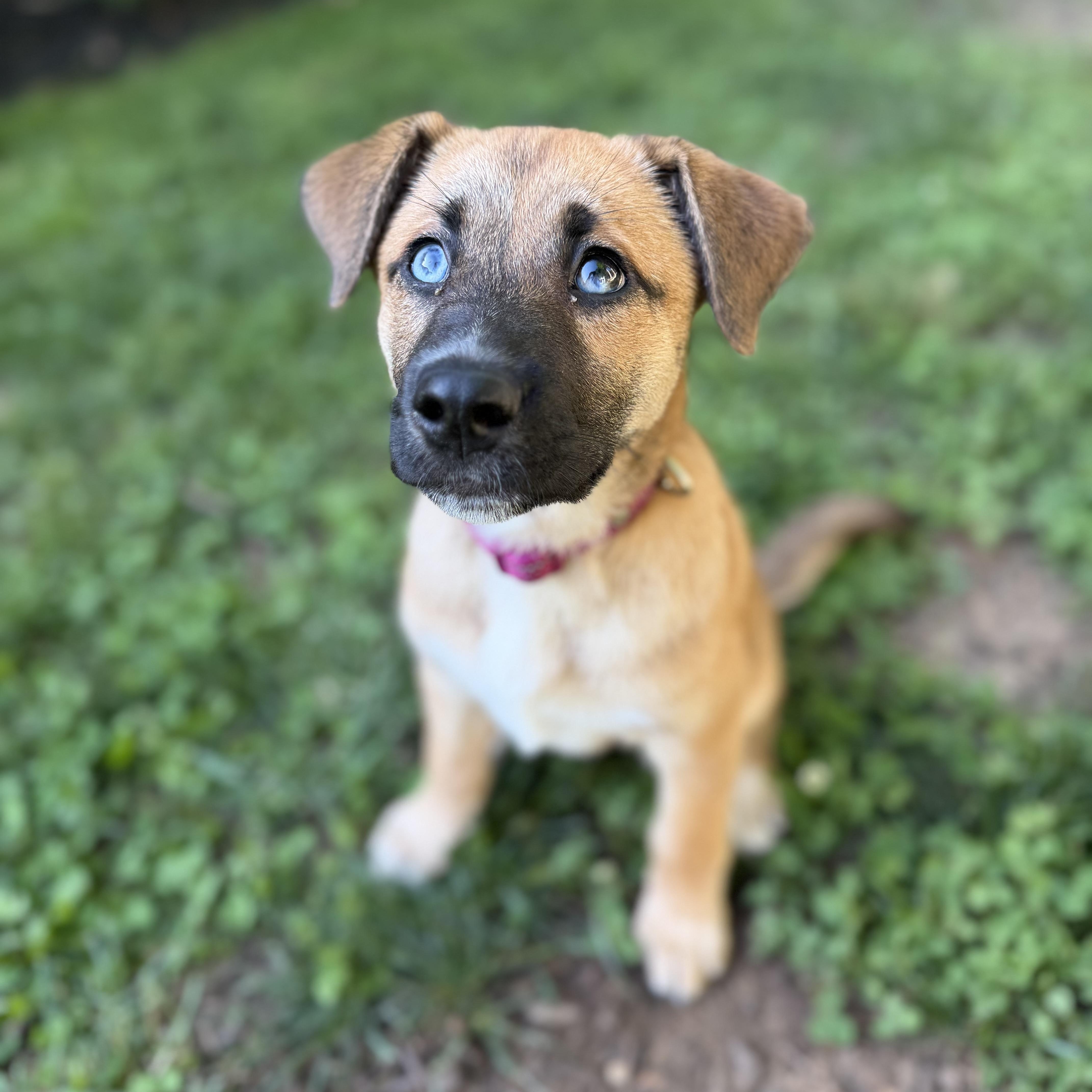 Enlarge Rose, a Adoptable mixed breed in Charlotte, NC image 2/5