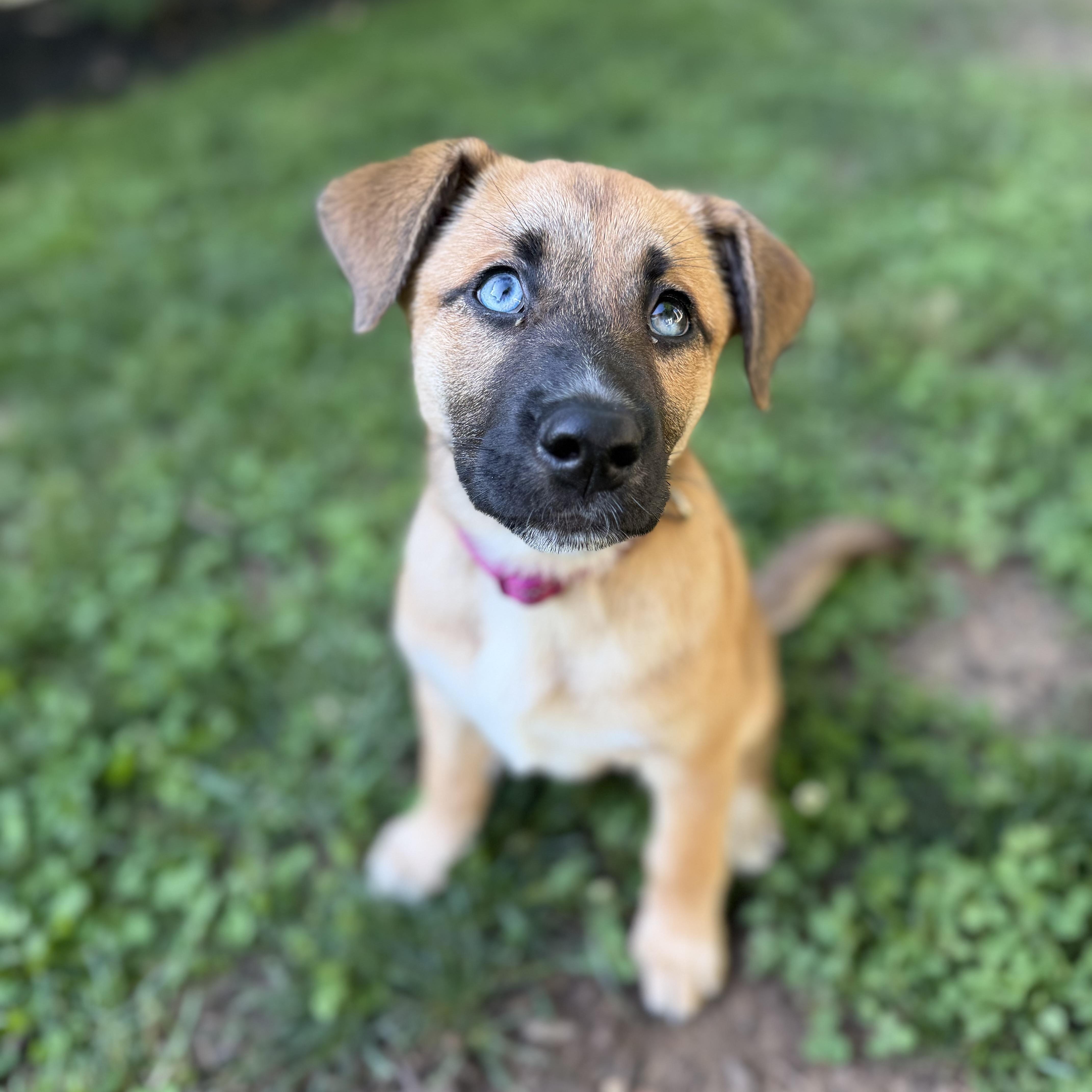Rose, Adoptable, Puppy Female Shepherd.