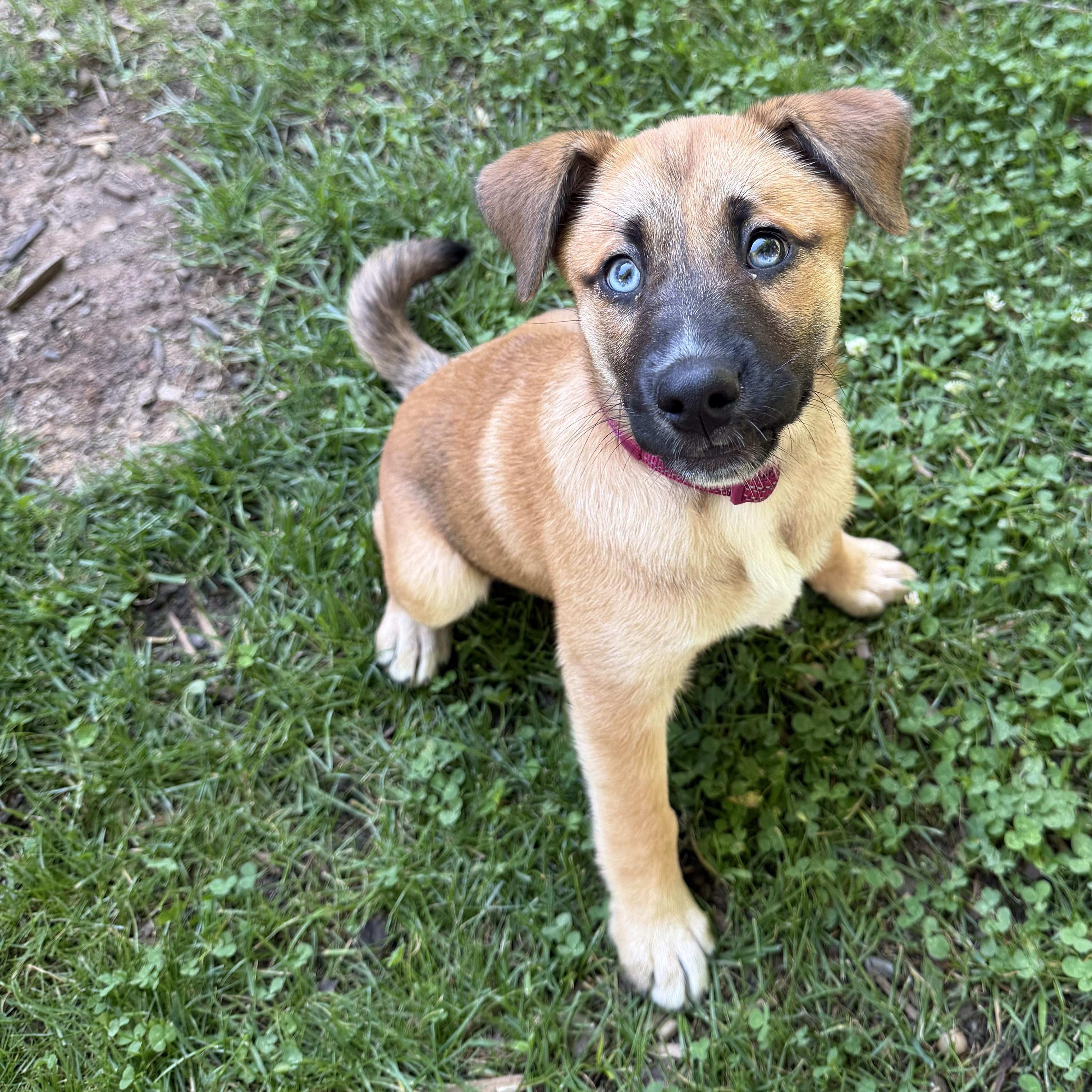Enlarge Rose, a Adoptable mixed breed in Charlotte, NC image 3/5