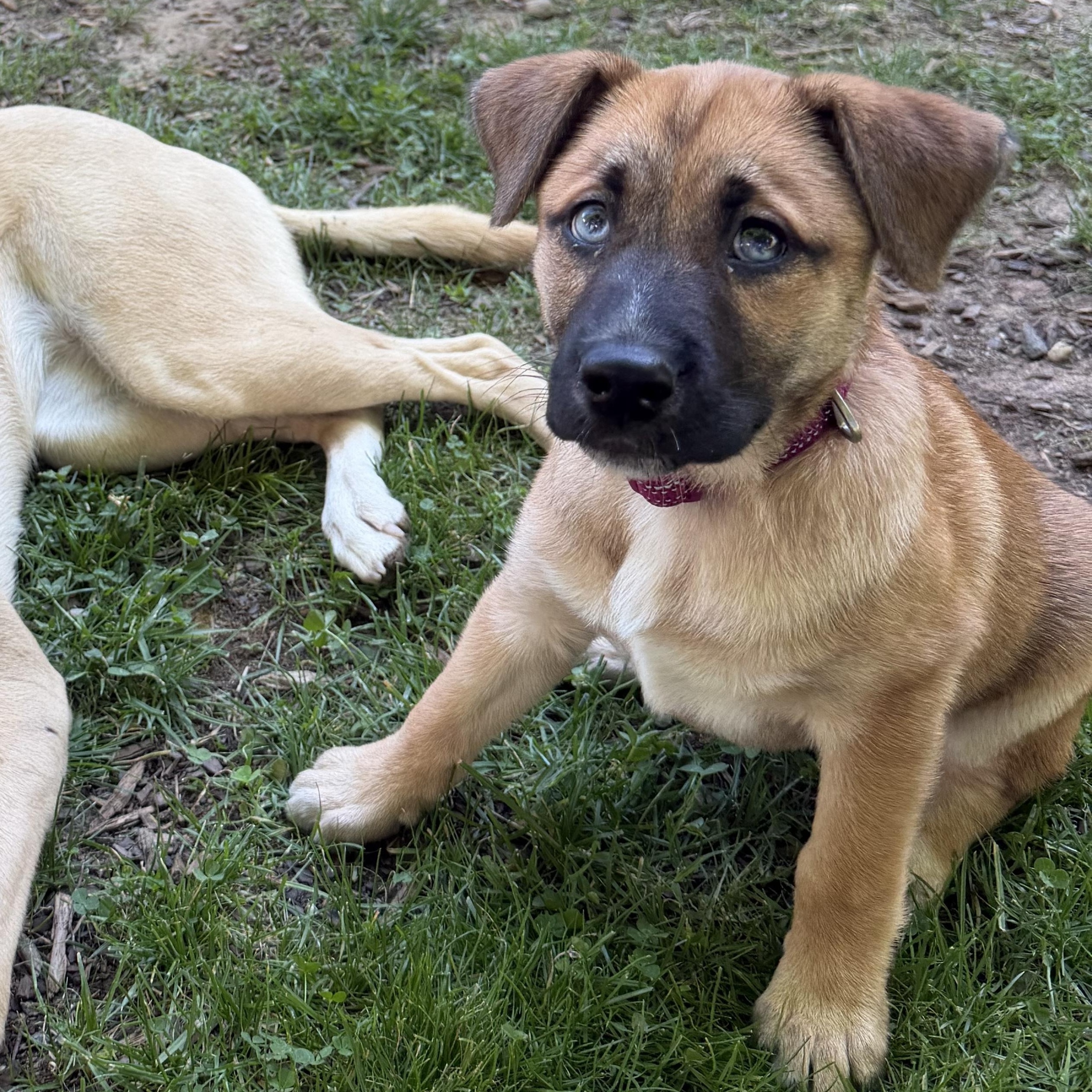Enlarge Rose, a Adoptable mixed breed in Charlotte, NC image 5/5
