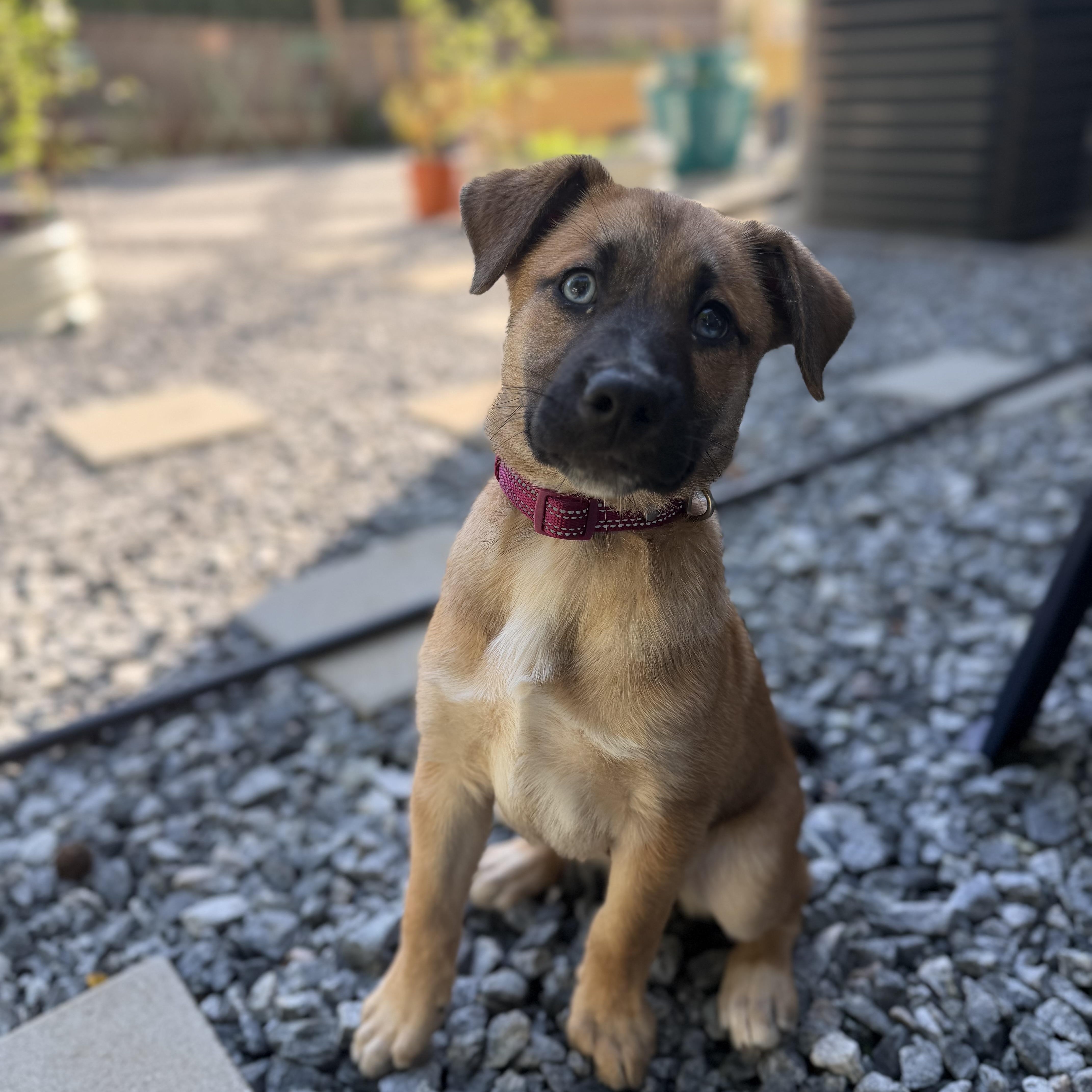 Enlarge Rose, a Adoptable mixed breed in Charlotte, NC image 4/5