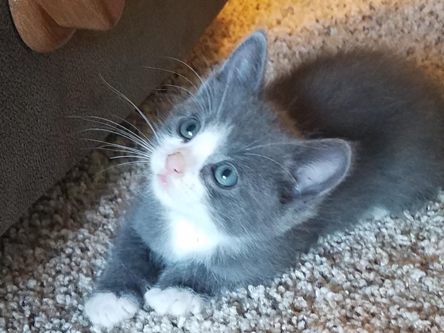 Enlarge Shadow, a ADOPTABLE Domestic Medium Hair in Pocatello, ID image 1/1
