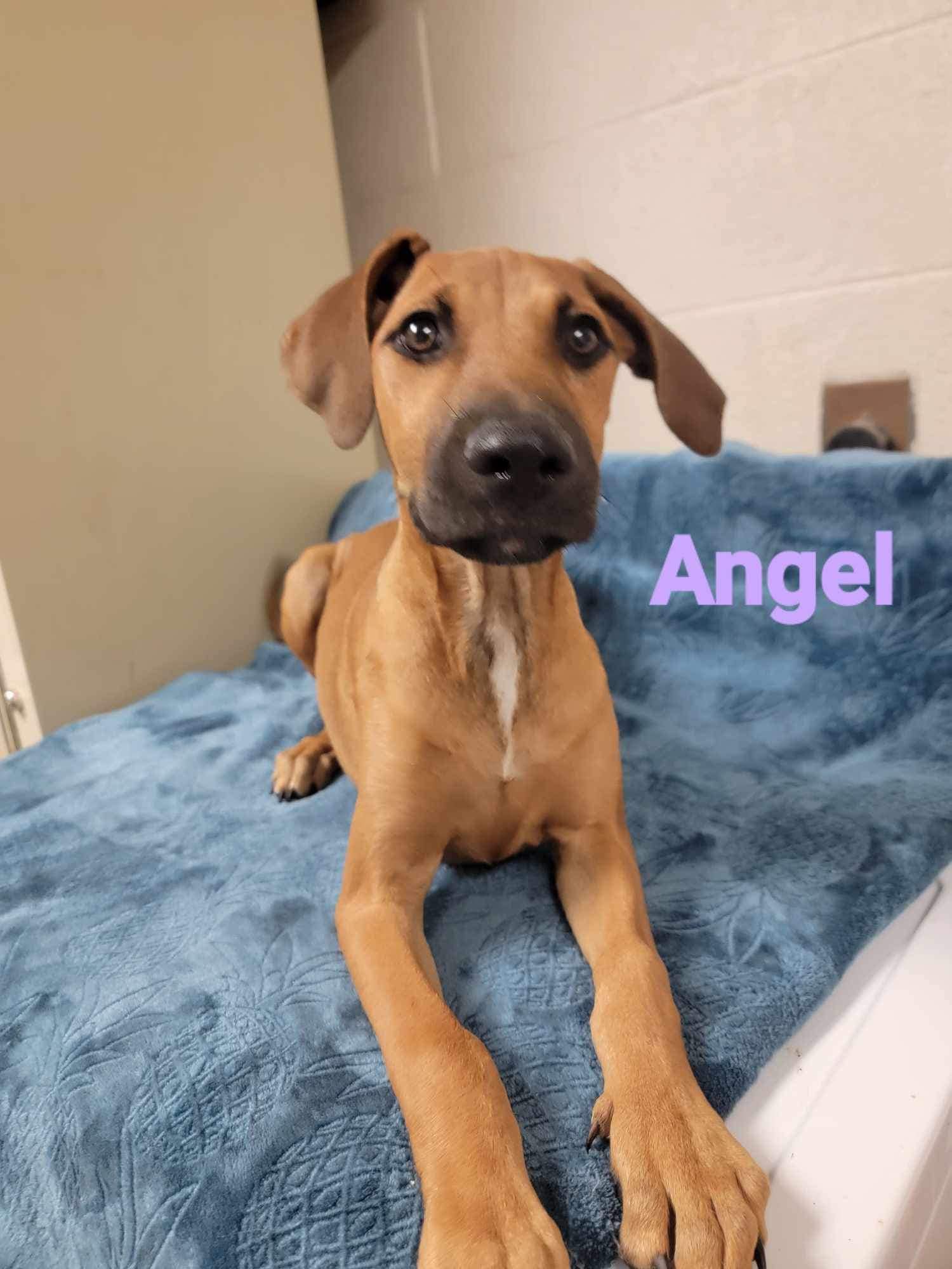 Angel, an adopted Mixed Breed in Ossining, NY_image-1