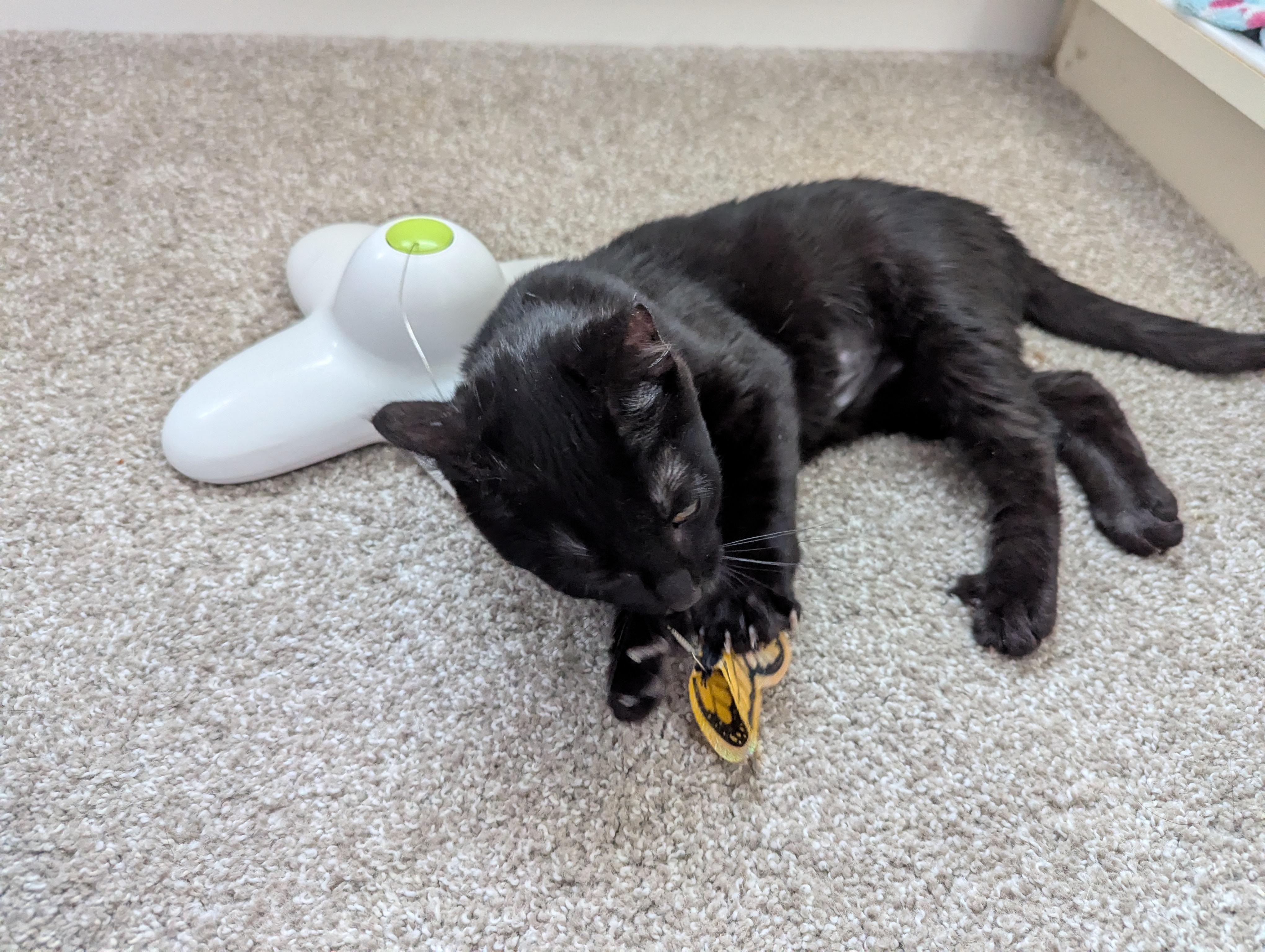 Nova