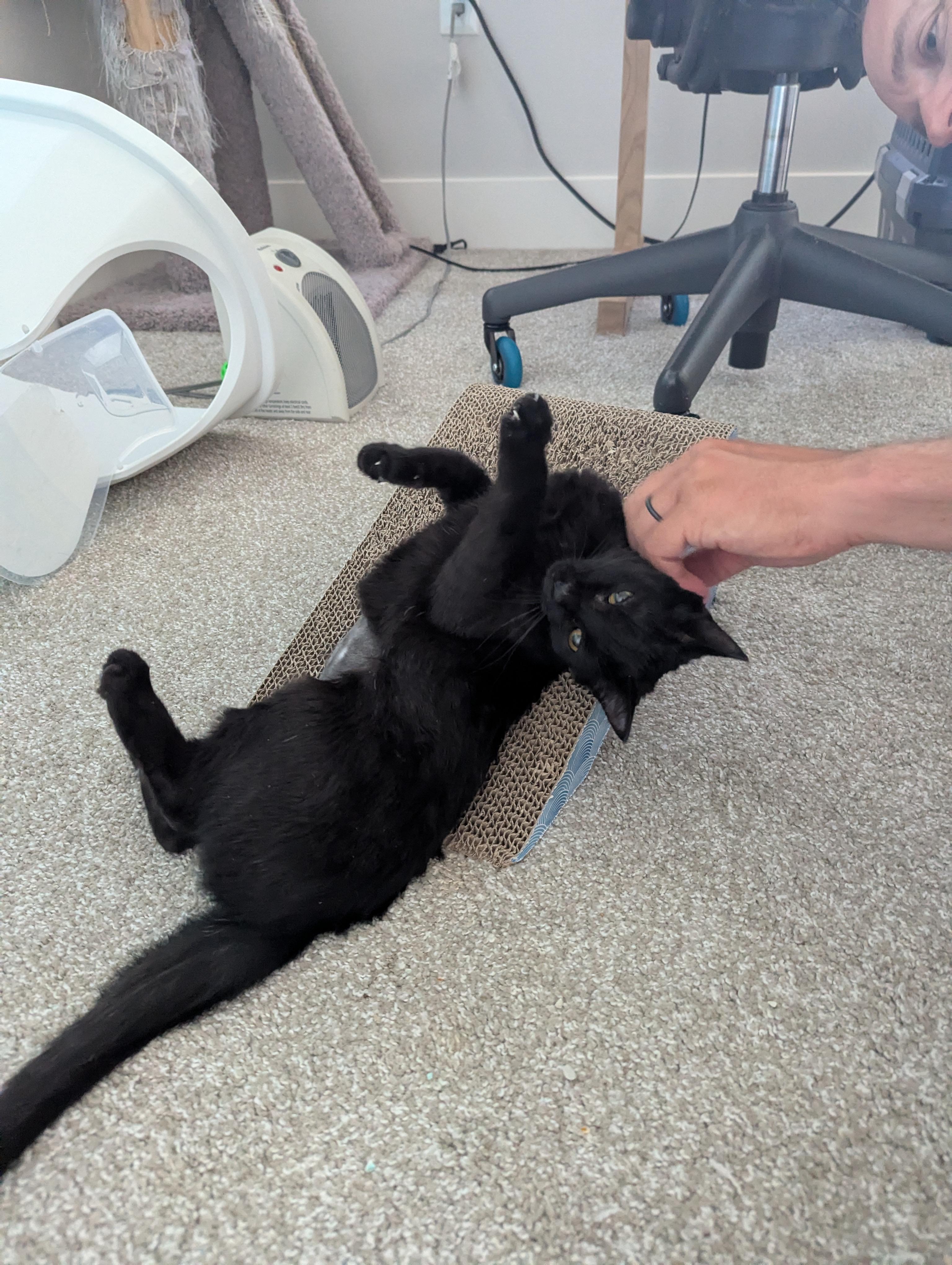 Nova