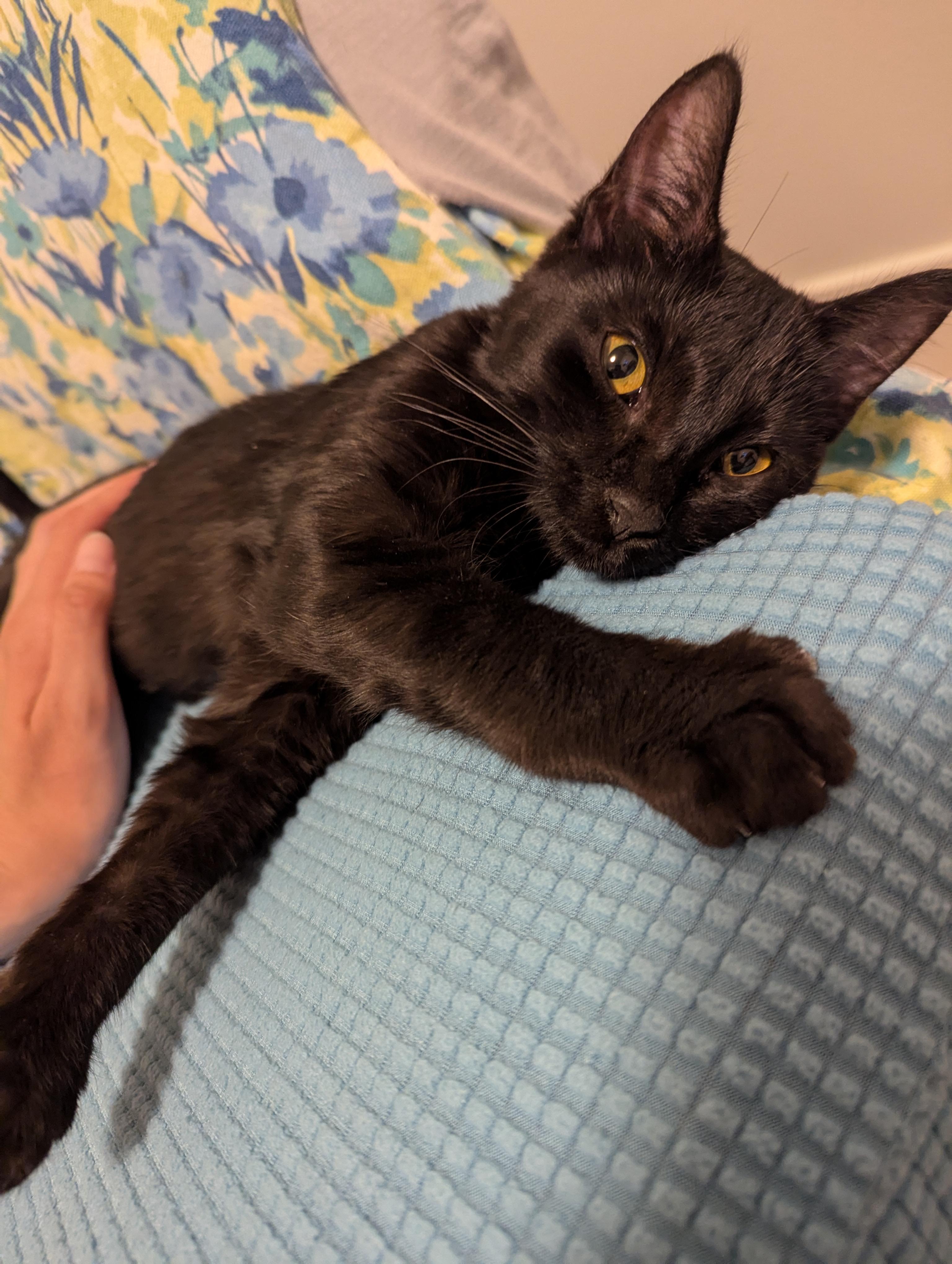Nova