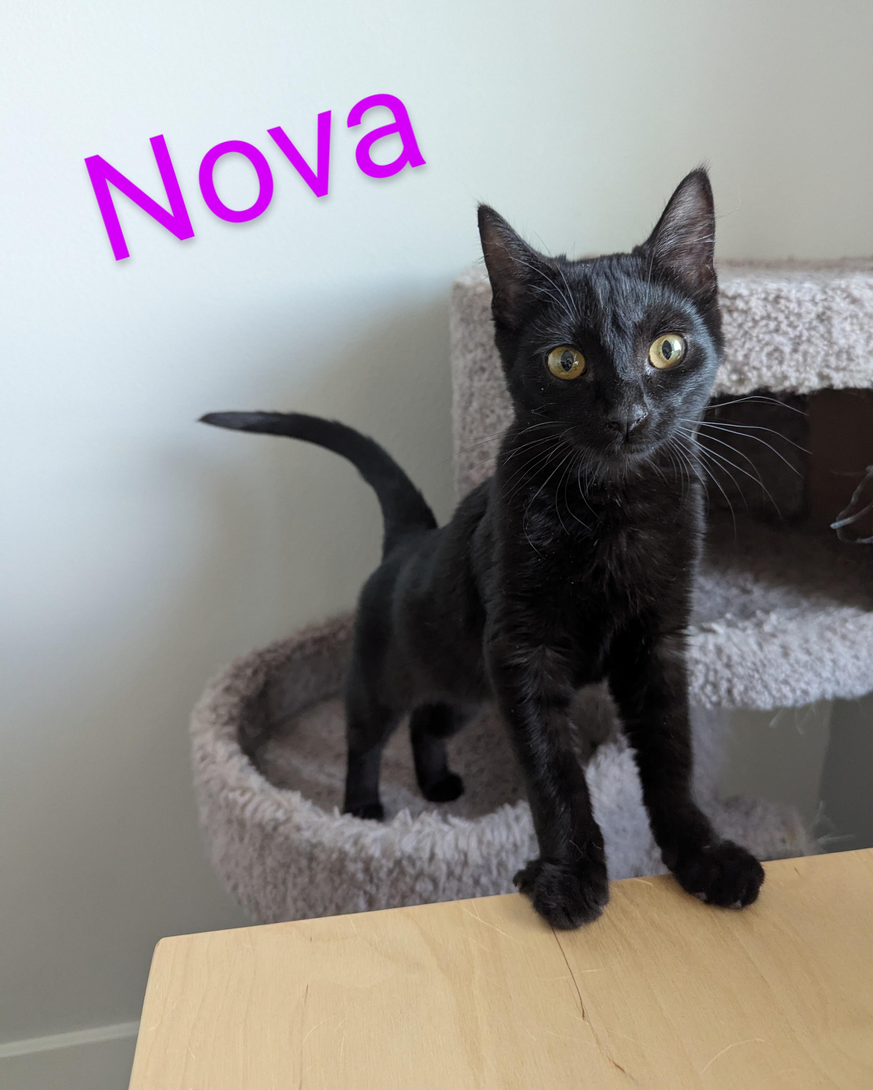 Nova