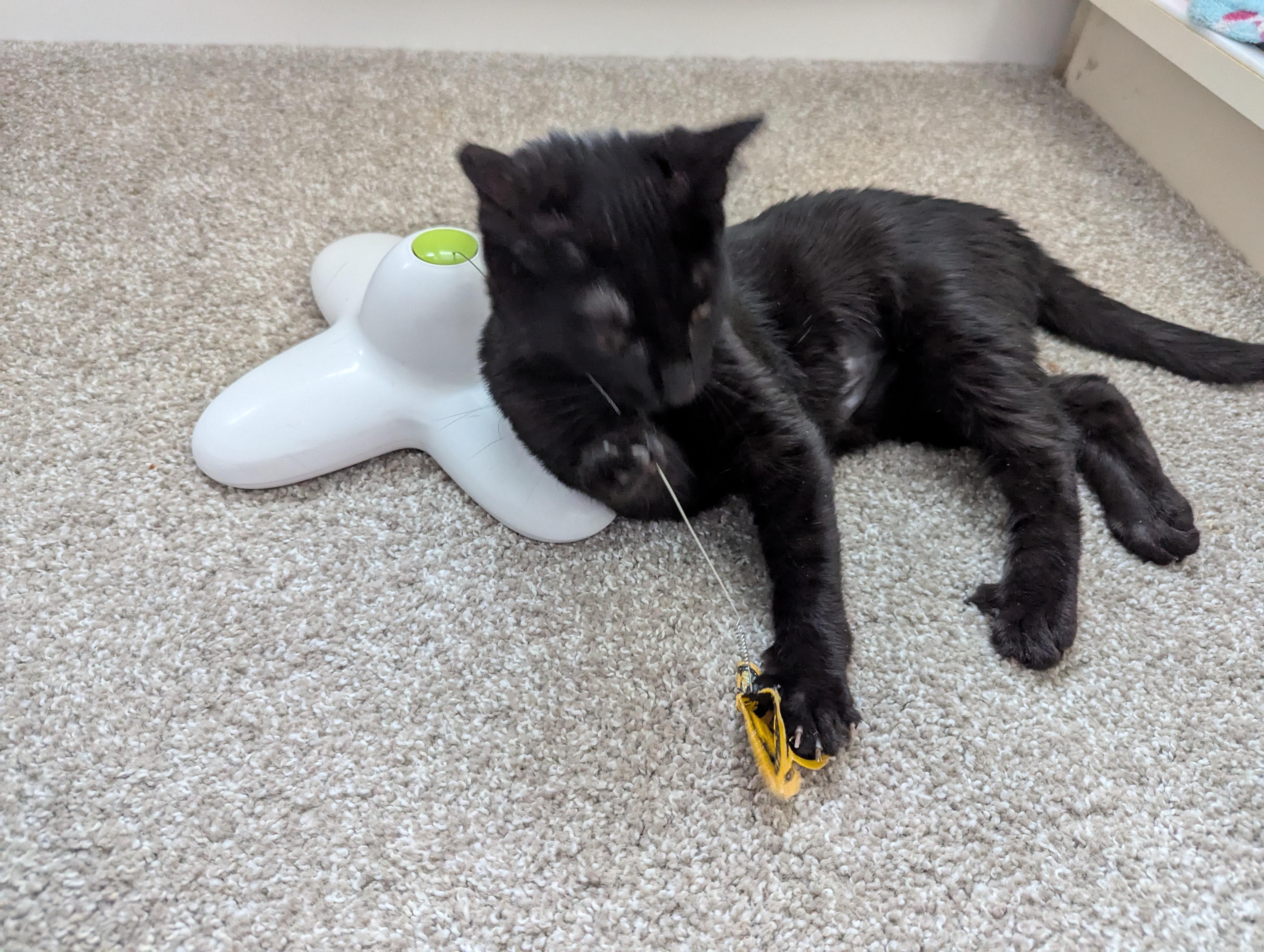 Nova