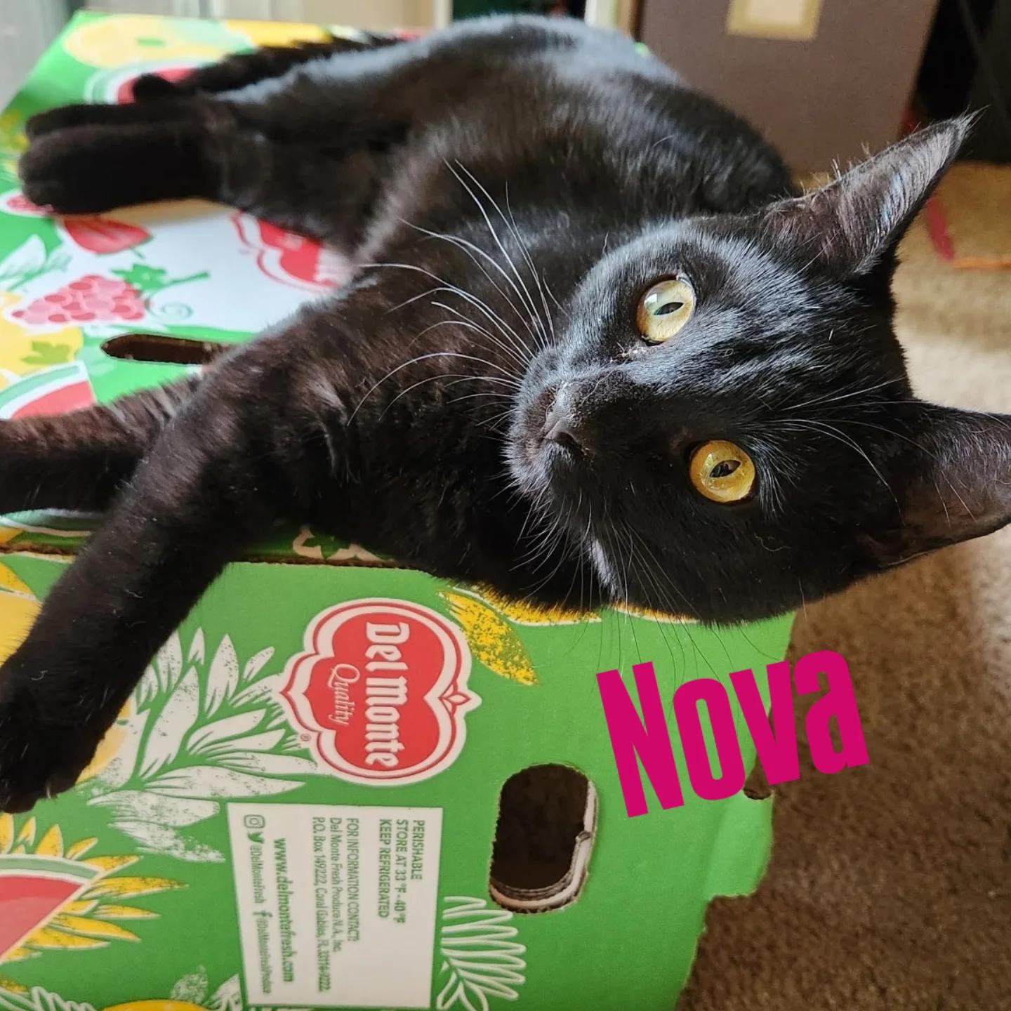 Nova, an adoptable Domestic Short Hair in West Richland, WA, 99353 | Photo Image 1