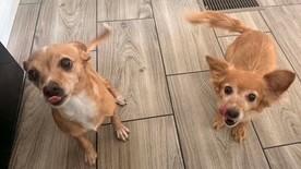 Enlarge TACO & BURRITO, an adopted mixed breed in fort worth, TX image 1/6