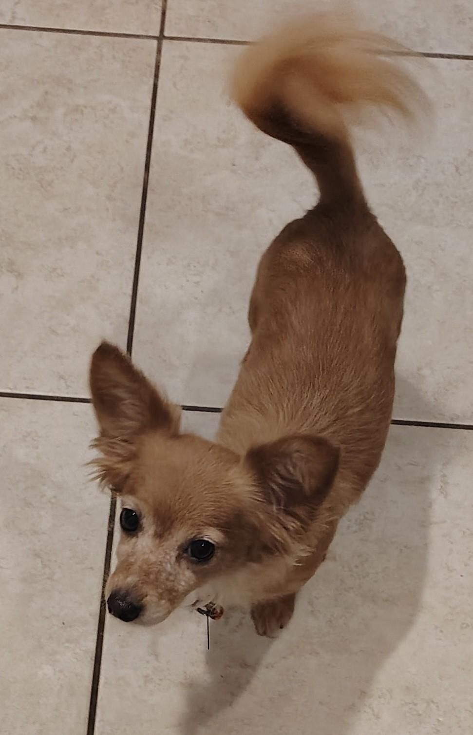 Enlarge TACO & BURRITO, an adopted mixed breed in fort worth, TX image 5/6