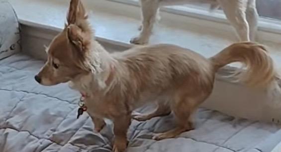 Enlarge TACO & BURRITO, an adopted mixed breed in fort worth, TX image 2/6