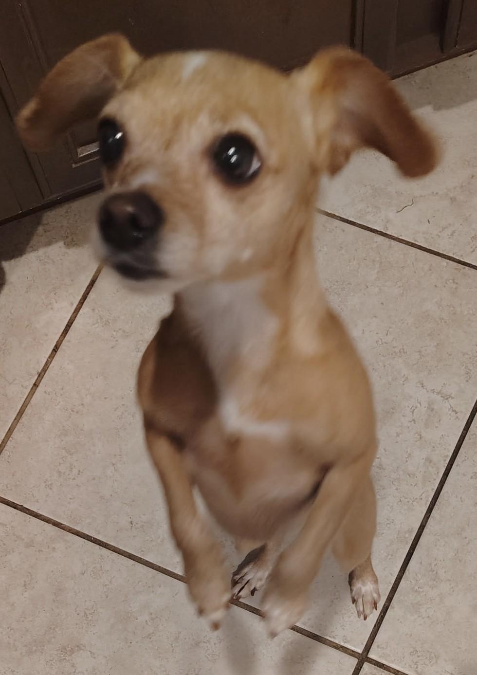 Enlarge TACO & BURRITO, an adopted mixed breed in fort worth, TX image 3/6