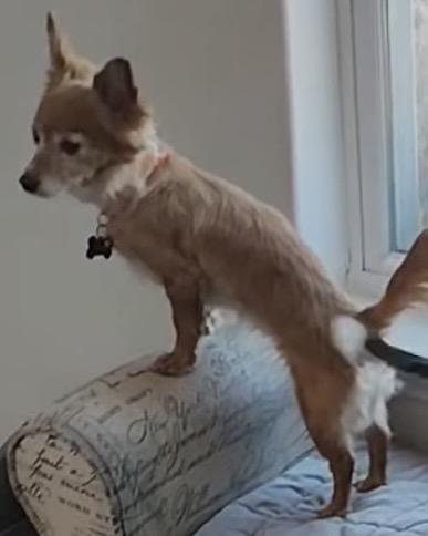 Enlarge TACO & BURRITO, an adopted mixed breed in fort worth, TX image 6/6