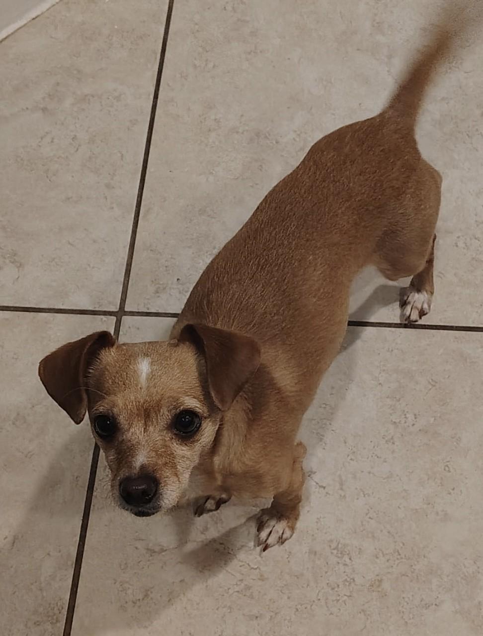 Enlarge TACO & BURRITO, an adopted mixed breed in fort worth, TX image 4/6