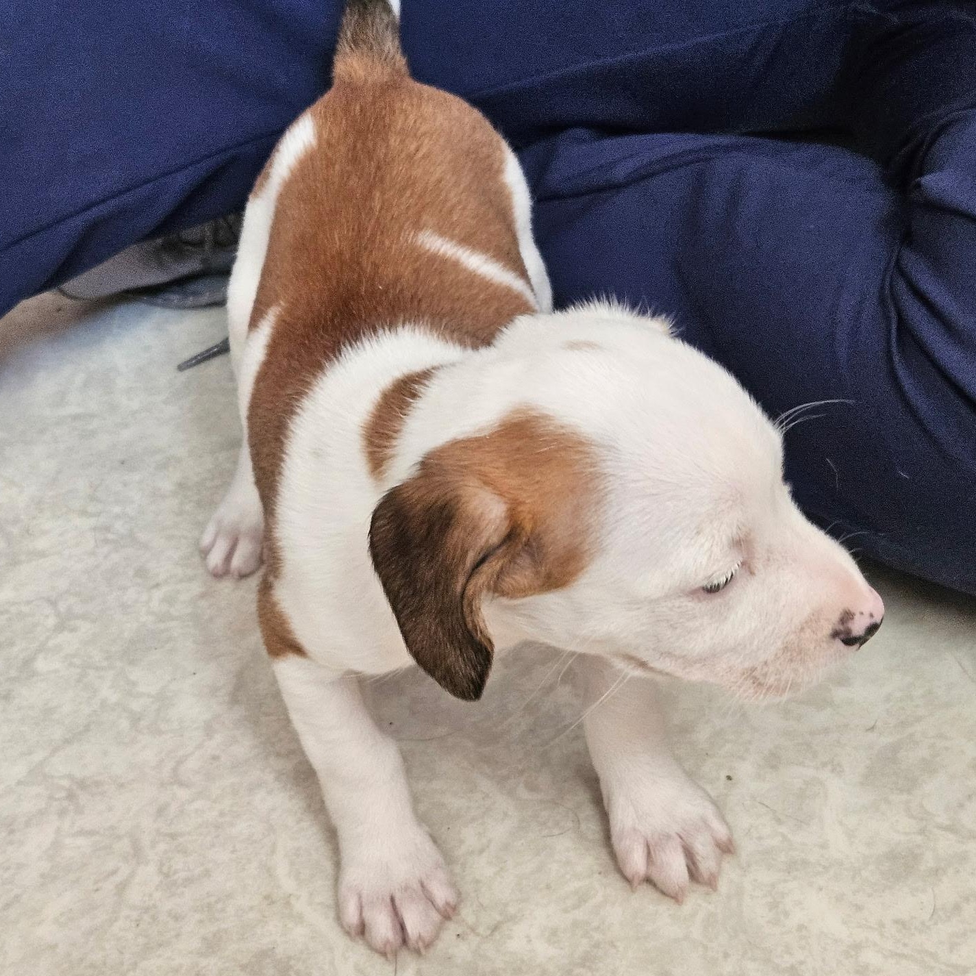 Enlarge Ginger, a Adopted mixed breed in Evans City, PA image 2/6