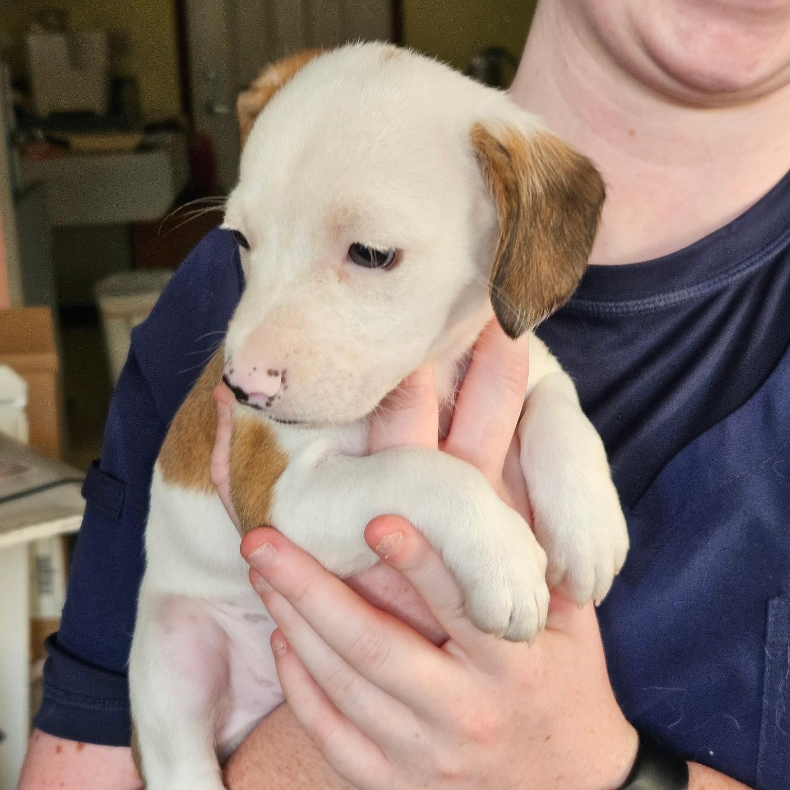 Enlarge Ginger, a Adopted mixed breed in Evans City, PA image 3/6