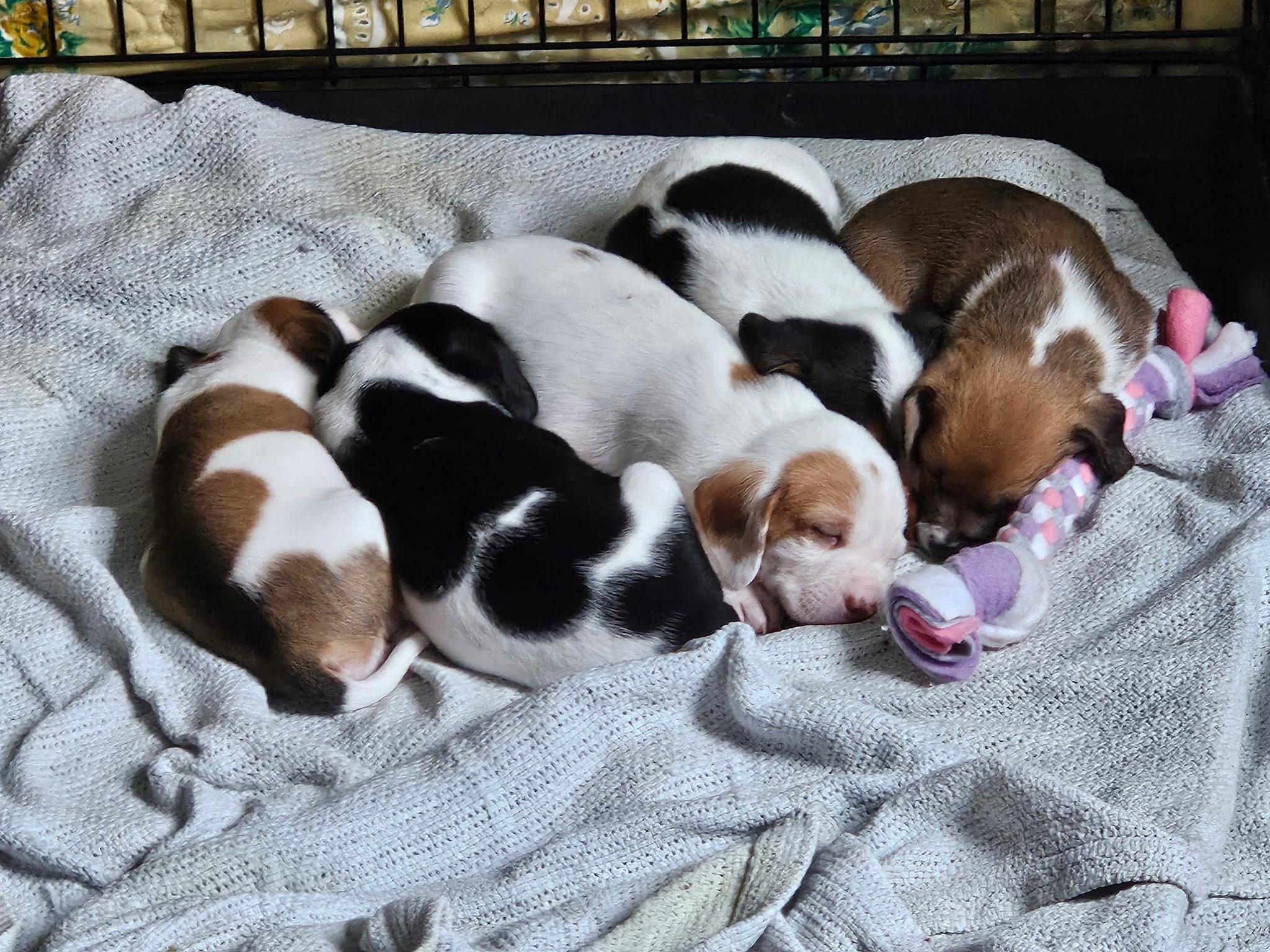 Enlarge Ginger, a Adopted mixed breed in Evans City, PA image 5/6