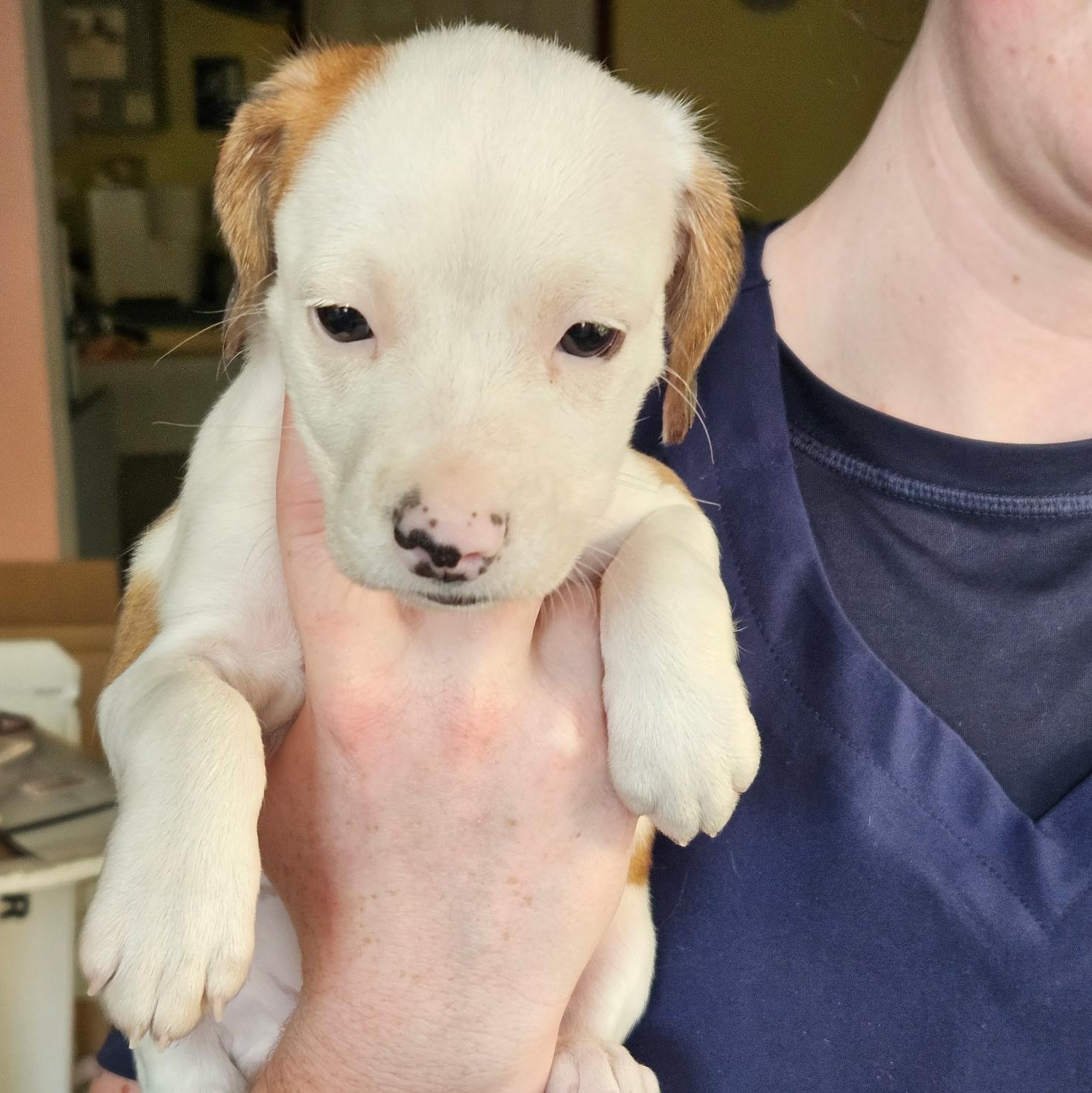 Ginger, Adopted, Puppy Female Beagle & Terrier.