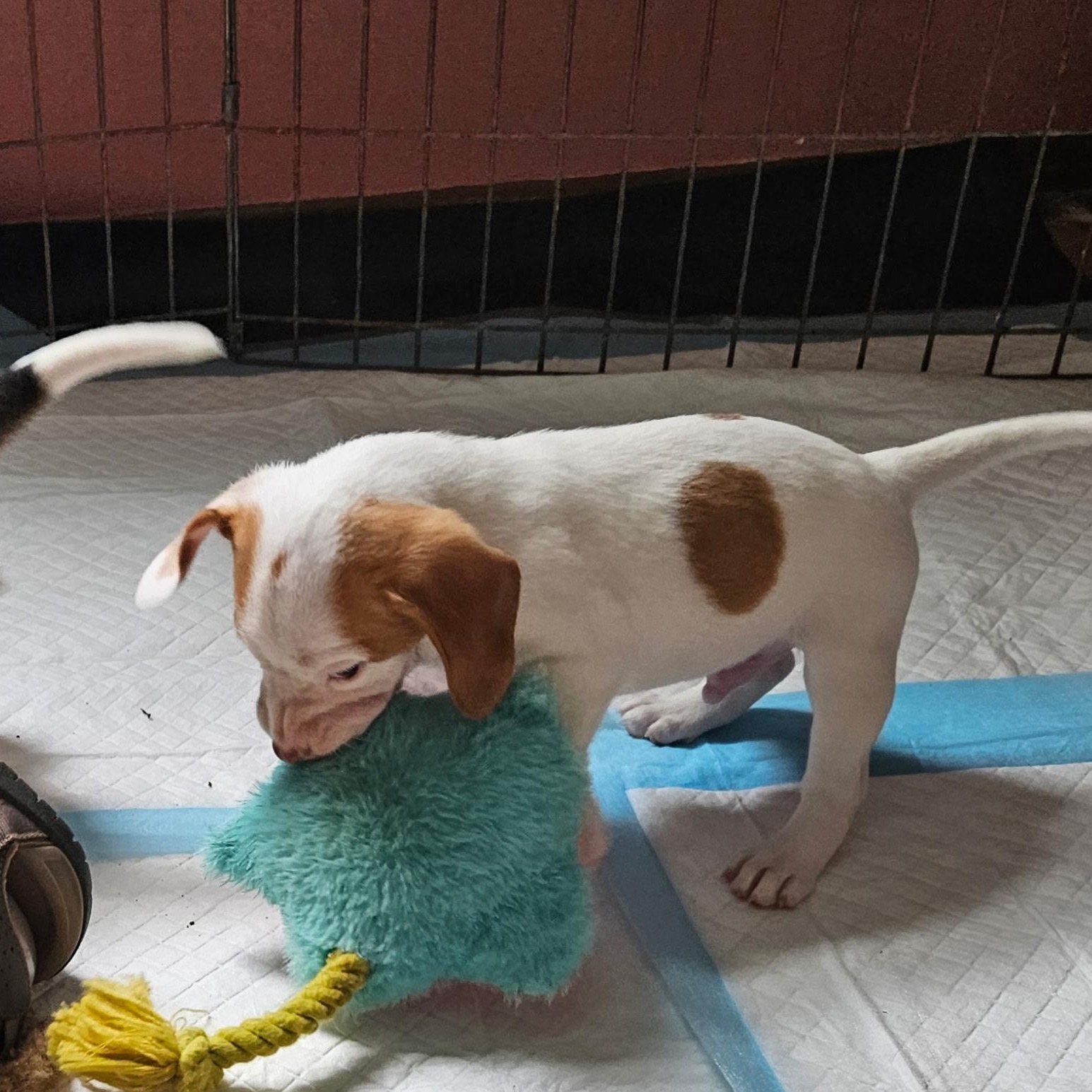 Enlarge Ginger, a Adopted mixed breed in Evans City, PA image 4/6