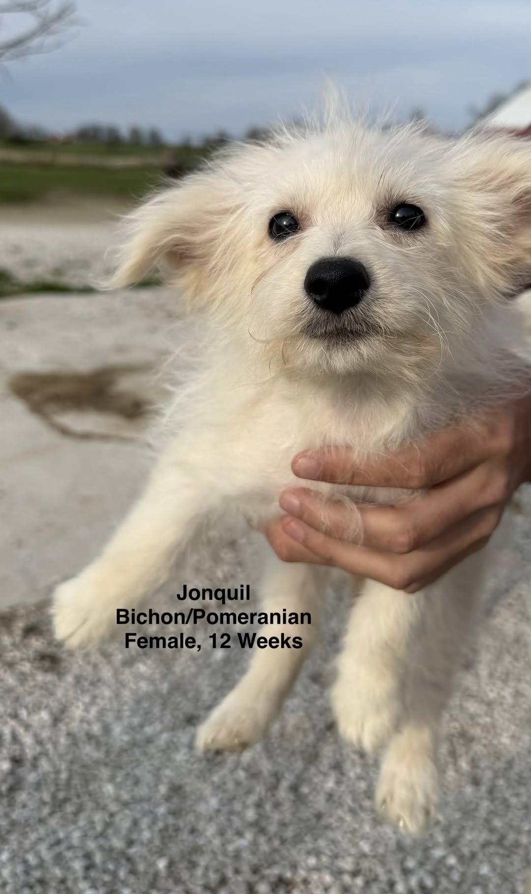 Enlarge Jonquil, a Adoptable mixed breed in Blue Springs, MO image 1/1